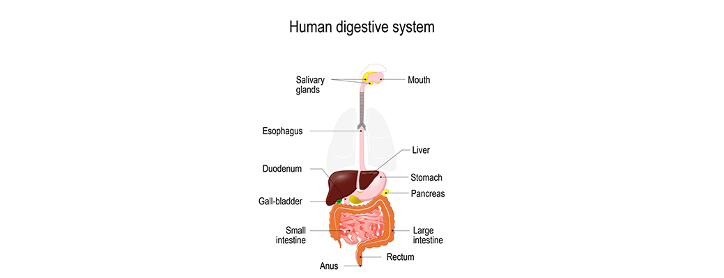 Immune System Diseases