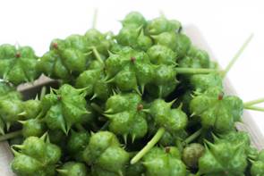 Gokshura Ayurvedic herb
